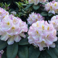 Rhododendron Gomer waterer 1.5 ltr Pot