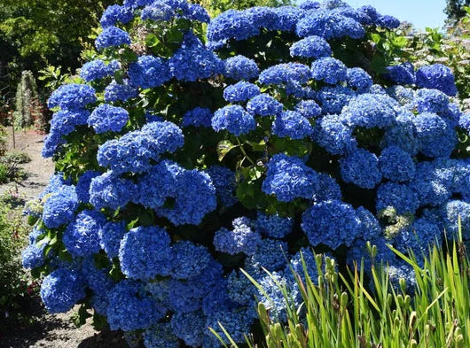 Hydrangea Nikko Blue 1.4 ltr pot