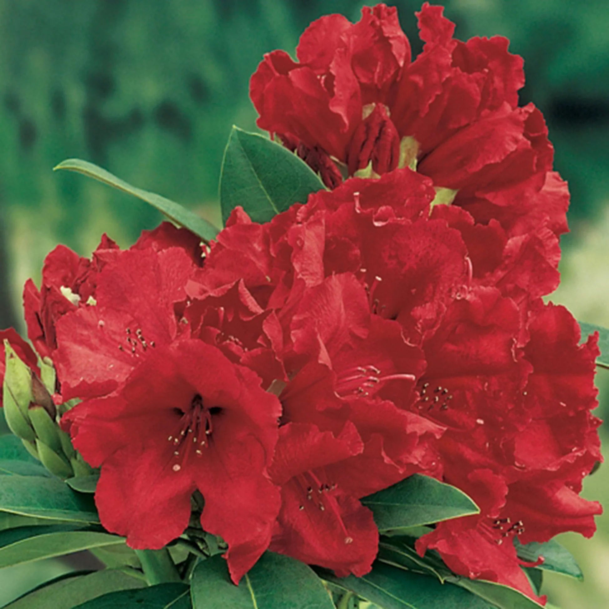 Rhododendron Red Jack 1.5 ltr Pot