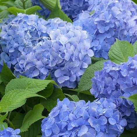 Hydrangea Nikko Blue 1.4 ltr pot
