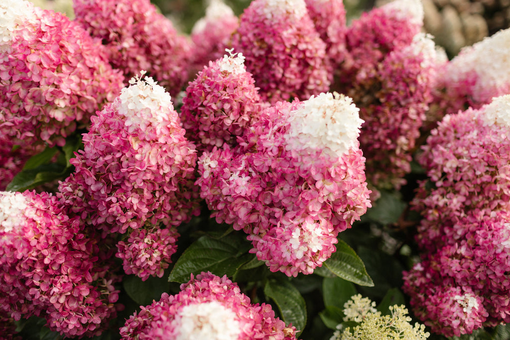 Hydrangea Red Velvet 1.5 ltr