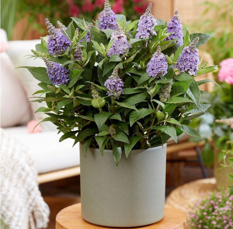Buddleia Butterfly Candy Little 'Lavender 1.5 ltr pot