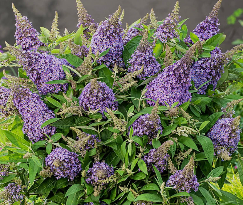 Buddleia Butterfly Candy Little 'Lavender 1.5 ltr pot