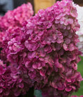 Hydrangea Wims 2 ltr pot