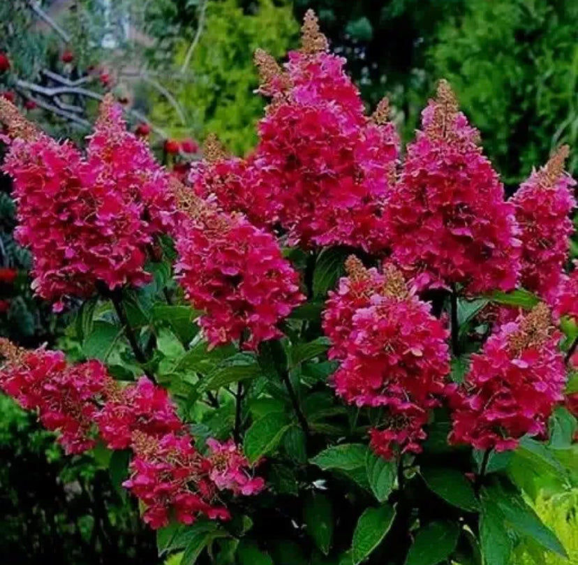 Hydrangea Wims 2 ltr pot