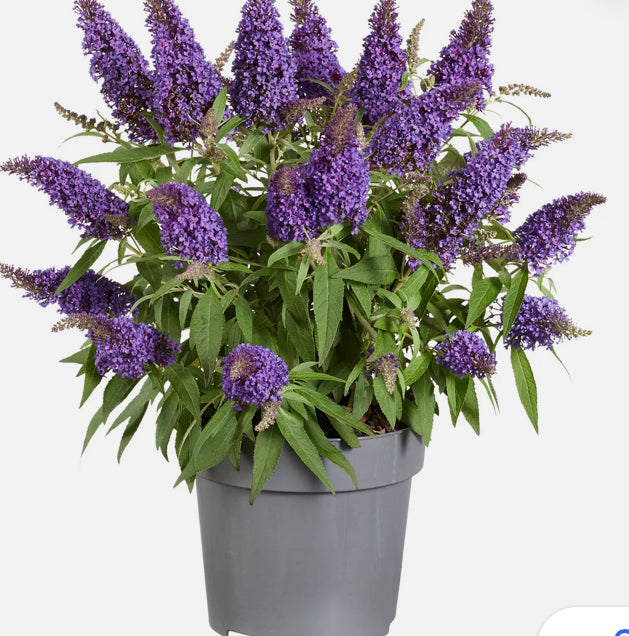 Buddleia Butterfly Candy Little 'Lavender 1.5 ltr pot