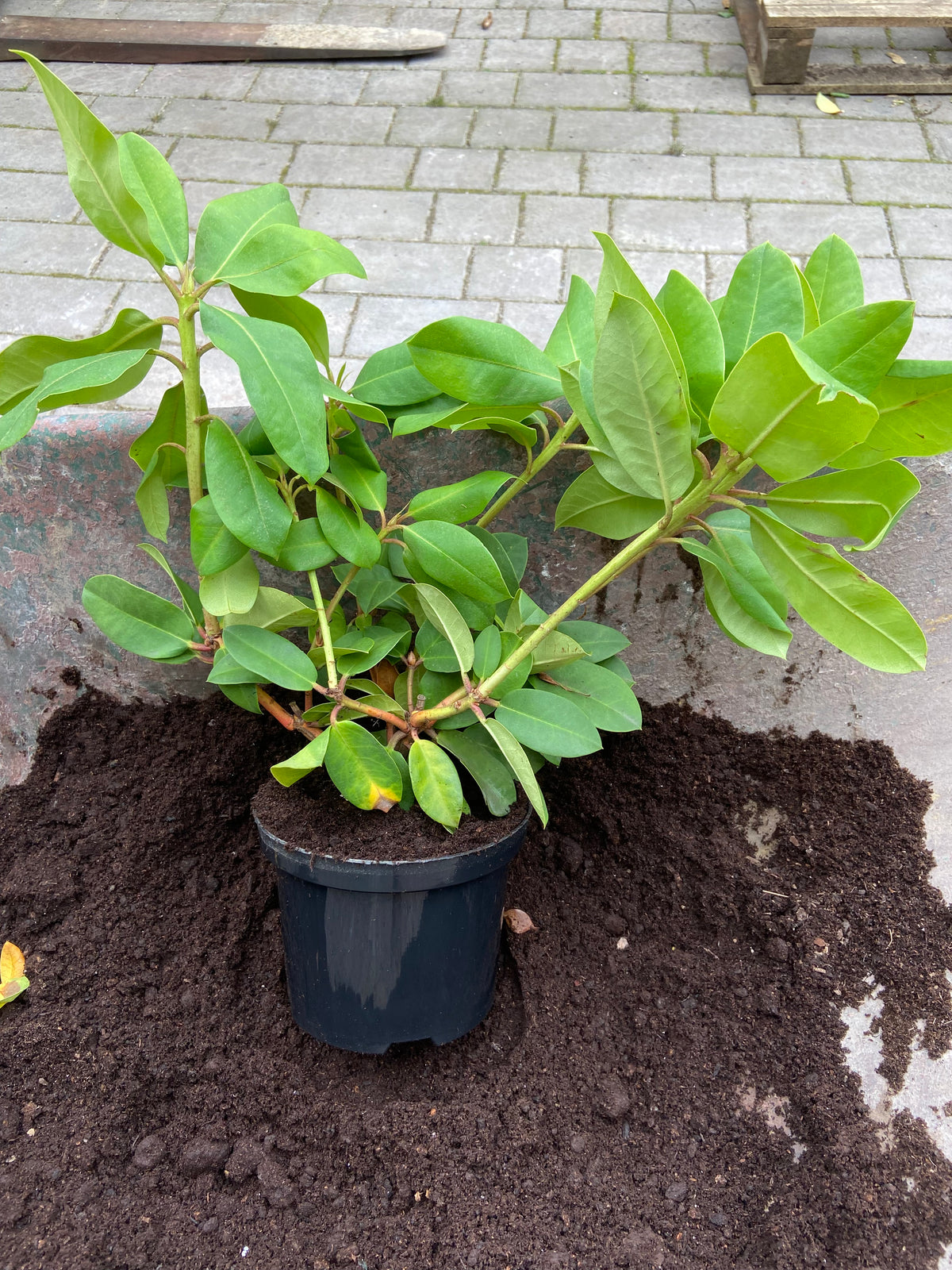 2l Pot Rhododendron Rhododendron Alice 2 ltr pot – EdenPostalPlants