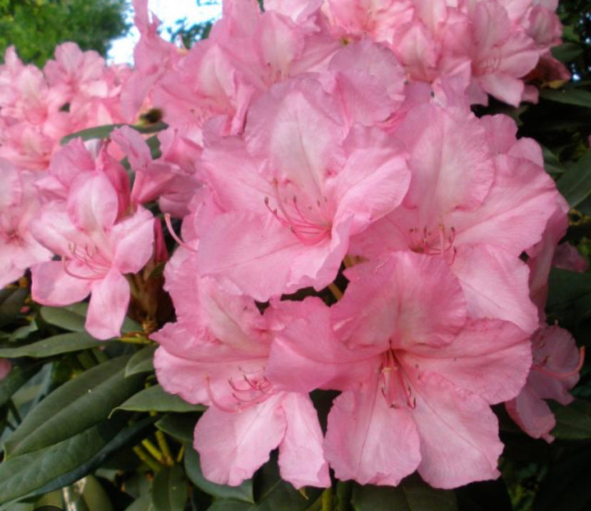 2l Pot Rhododendron Rhododendron Alice 2 ltr pot – EdenPostalPlants