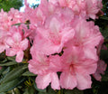 Rhododendron Alice 2 ltr pot