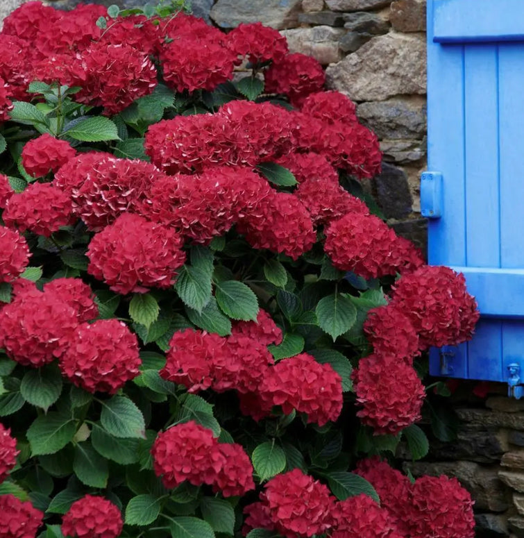 Hydrangea Mop head Red 1 ltr pot