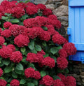 Hydrangea Mop head Red 1 ltr pot