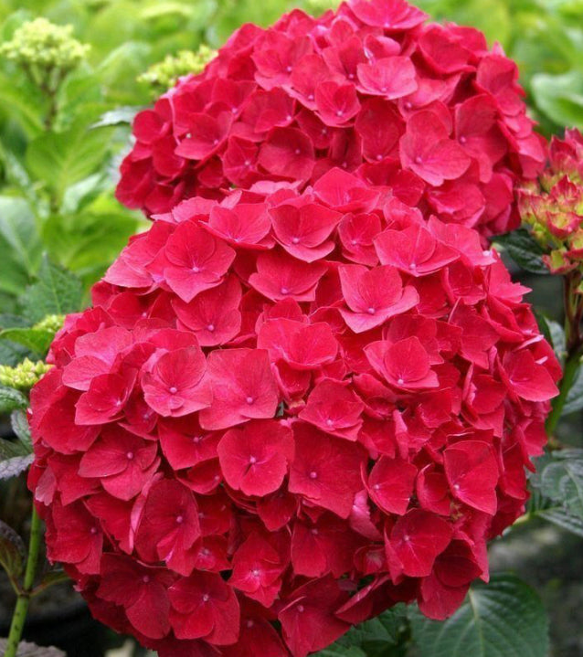 Hydrangea Mop head Red 1 ltr pot