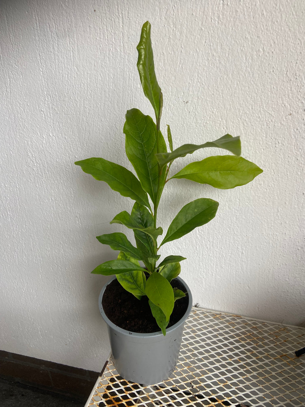 Magnolia Susan 1 ltr pot