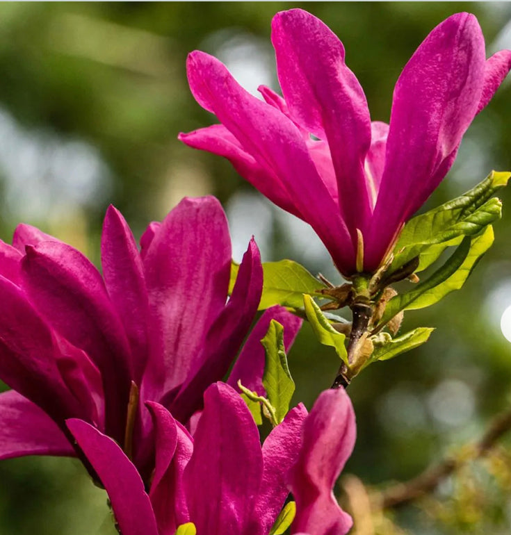 Magnolia Susan 1 ltr pot