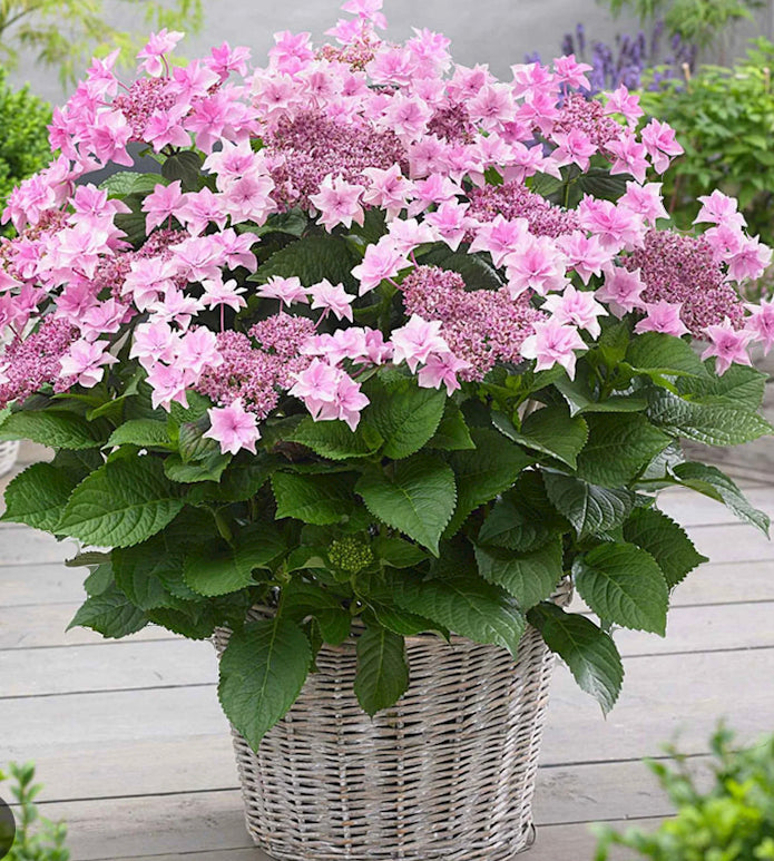 Hydrangea Doppio Rosa 1.5 ltr pot