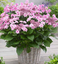 Hydrangea Doppio Rosa 1.5 ltr pot