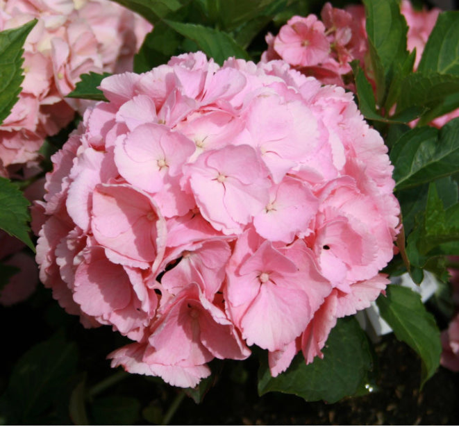Hydrangea Pink Sensation 1.5 ltr pot