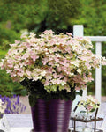 Hydrangea Polestar 1.5 ltr pot