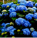 Hydrangea Nikko Blue 1 ltr pot