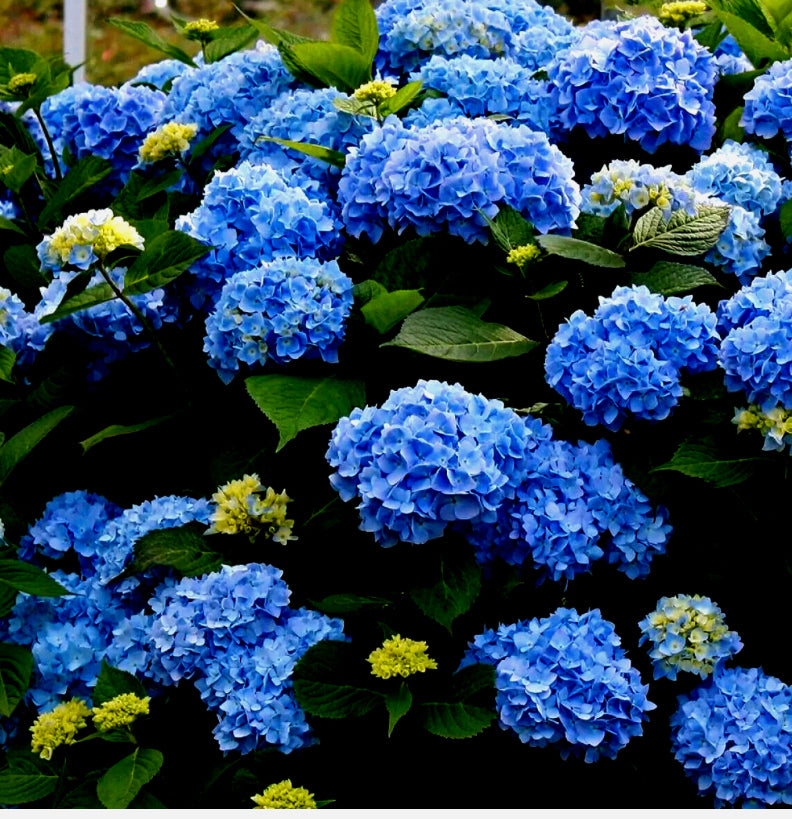 Hydrangea Nikko Blue 1 ltr pot