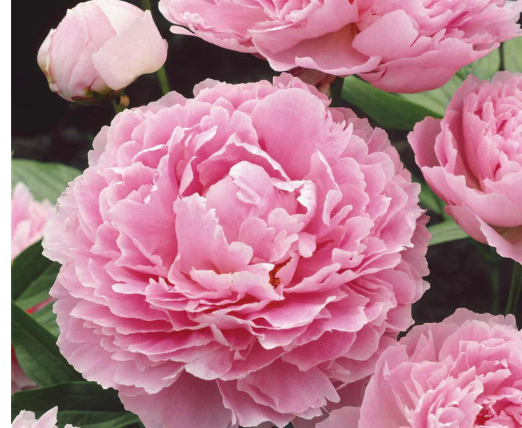 Peonies Sarah Bernard