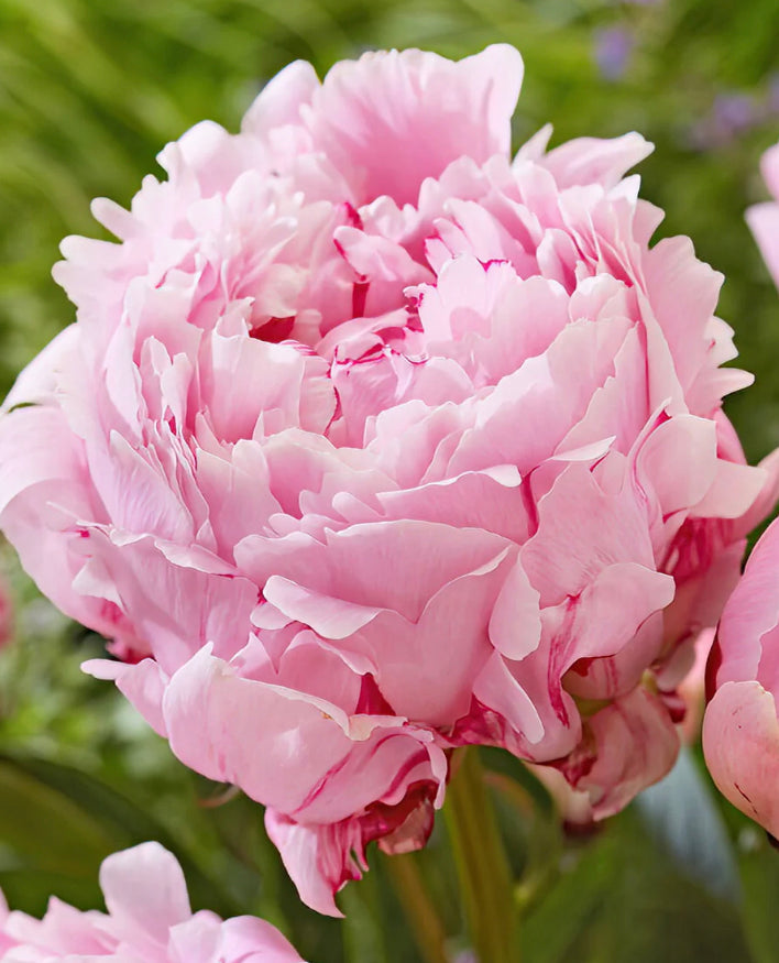 Peonies Sarah Bernard