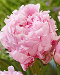 Peonies Sarah Bernard