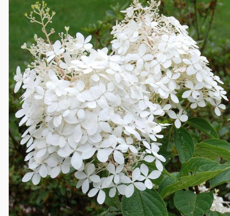 Hydrangea Phantom 1.5 ltr pot