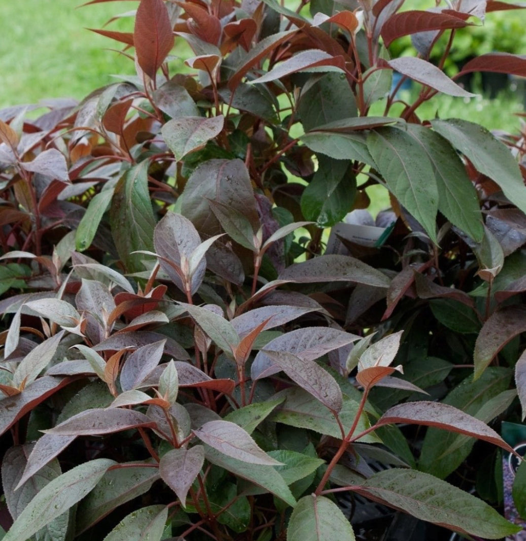 Hydrangea Hot Chocolate 1.5 ltr pot