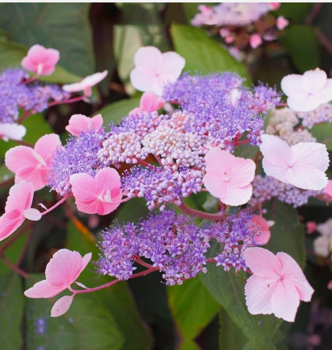 Hydrangea Hot Chocolate 1.5 ltr pot