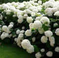 Hydrangea Annabelle 1 ltr pot