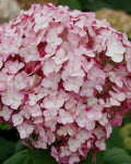 Hydrangea Bubblegum 2 ltr pot