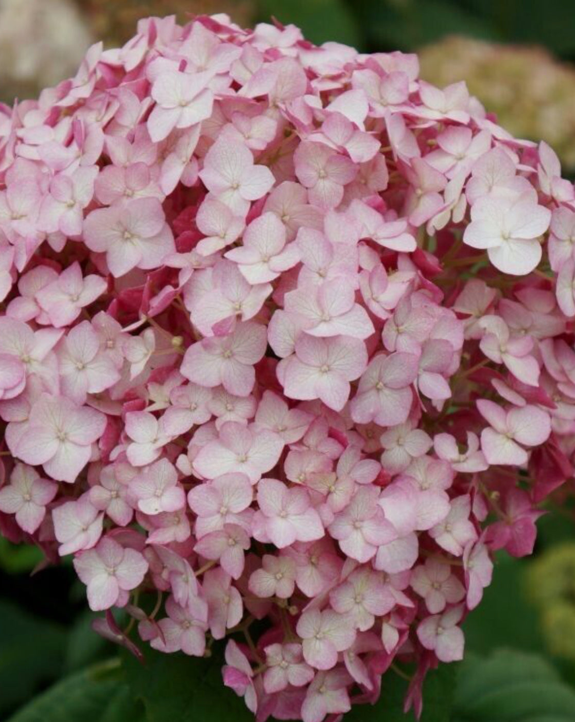 Hydrangea Bubblegum 2 ltr pot