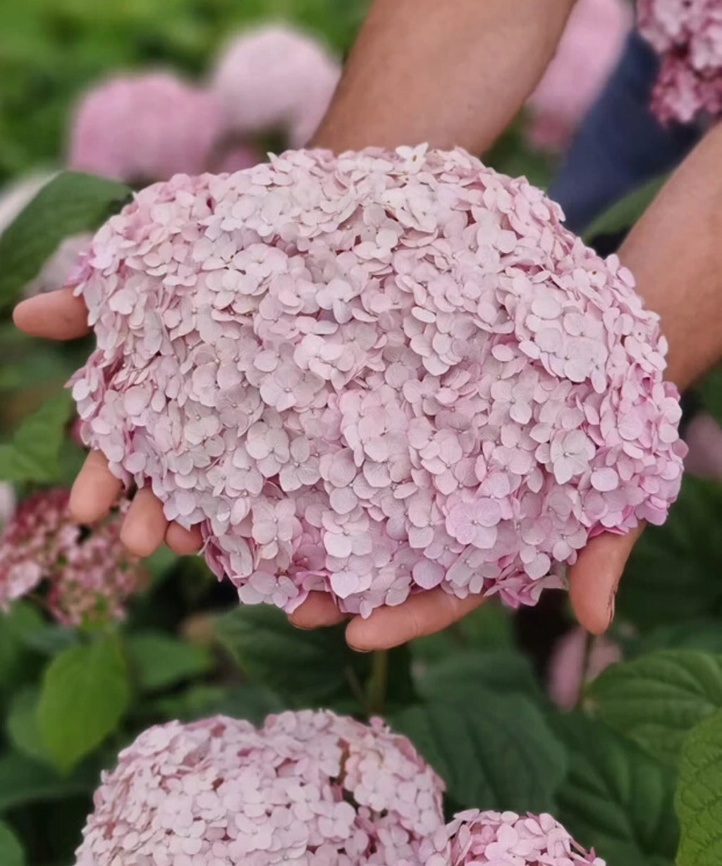 Hydrangea Bubblegum 2 ltr pot