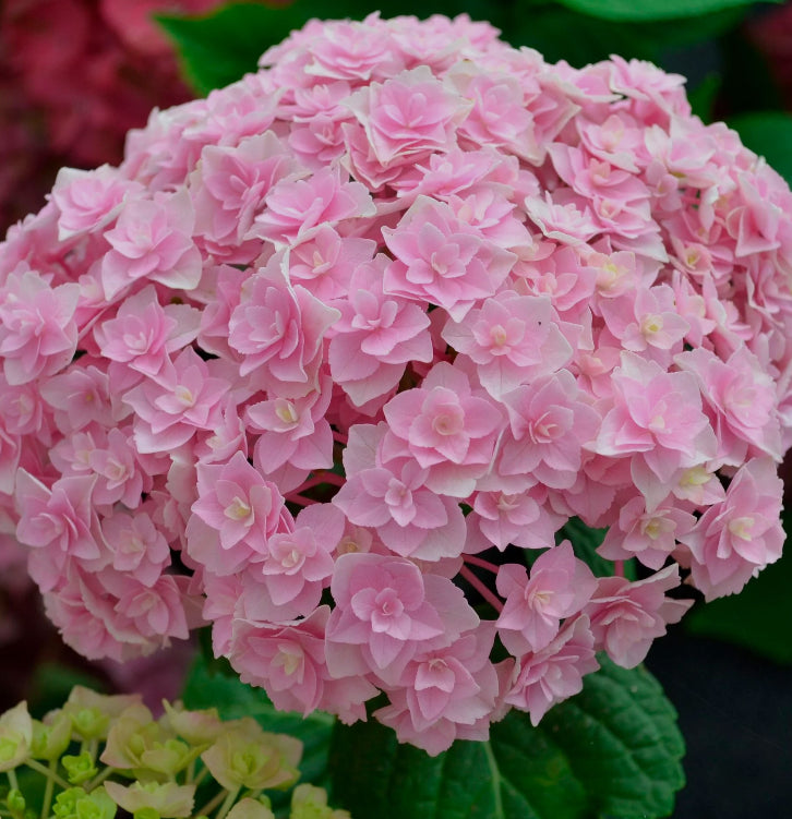 Hydrangea Doppio Rosa 1.5 ltr pot