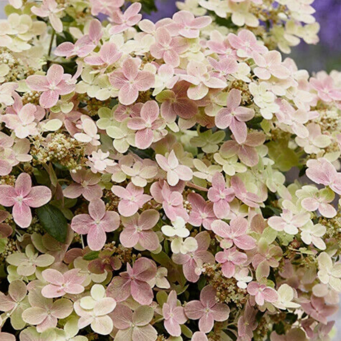 Hydrangea Polestar 1 ltr pot