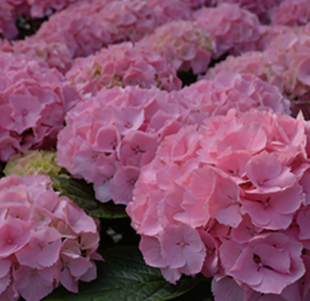Hydrangea Pink Sensation 1.5 ltr pot