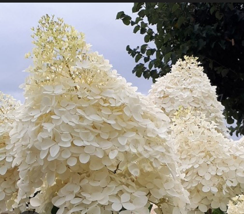 Hydrangea Phantom 1.5 ltr pot