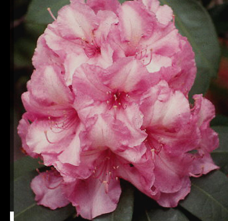 2l Pot Rhododendron Rhododendron Alice 2 ltr pot – EdenPostalPlants