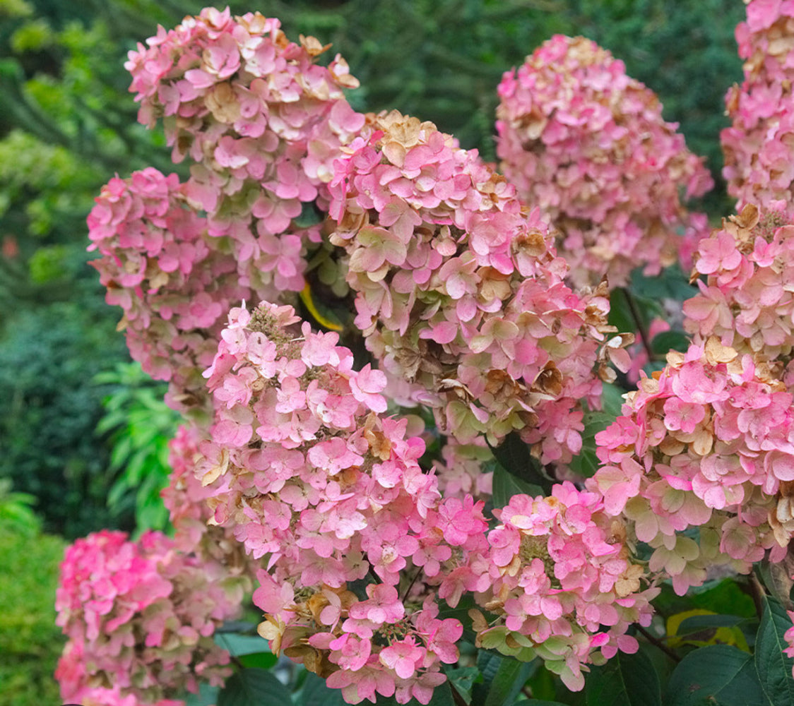 Hydrangea pink diamond 1.5 ltr pot