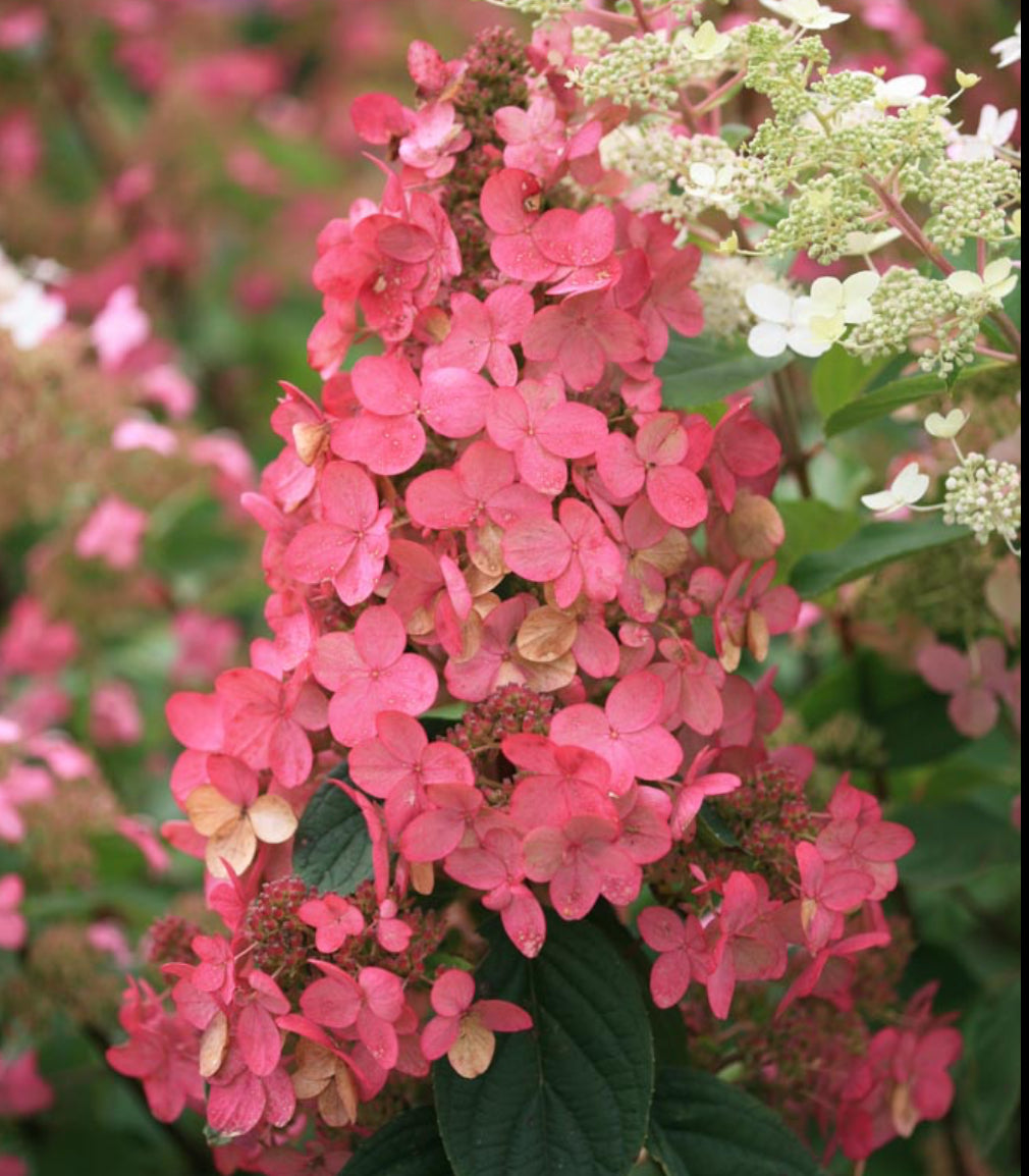 Hydrangea pink diamond 1.5 ltr pot
