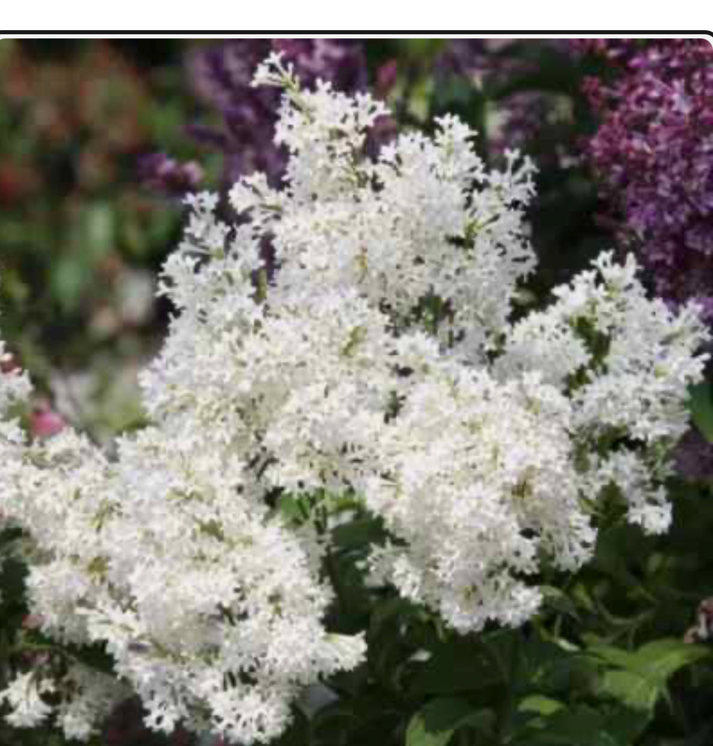 Syringa Lilac Agnes Smith 1.5 ltr pot