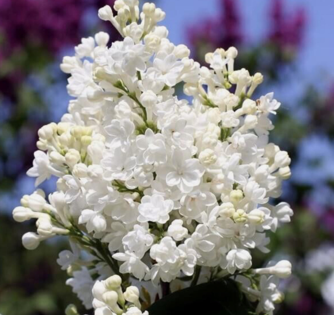Syringa Lilac Agnes Smith 1.5 ltr pot