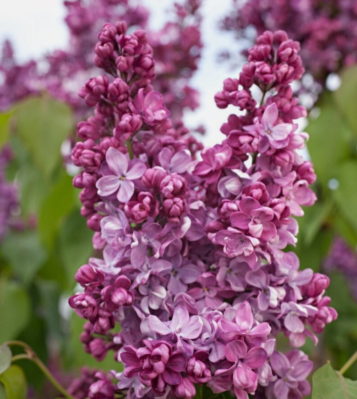 Syringa Lilac Amethyst 1 ltr pot