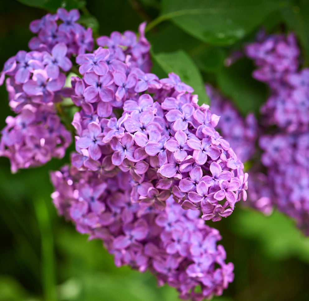Syringa Lilac Amethyst 1 ltr pot
