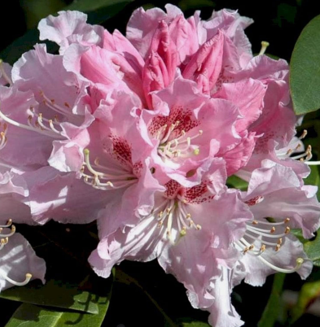 Rhododendron Albert Schweitzer 1.5 ltr pot