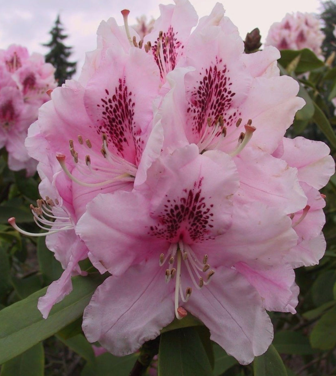 Rhododendron Albert Schweitzer 1.5 ltr pot
