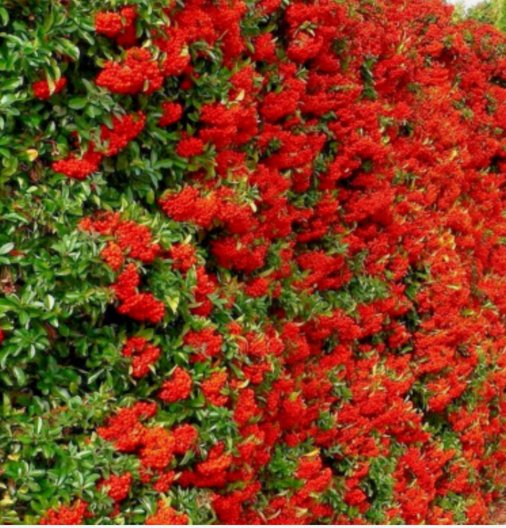 Pyracantha Mohave 1 ltr pot