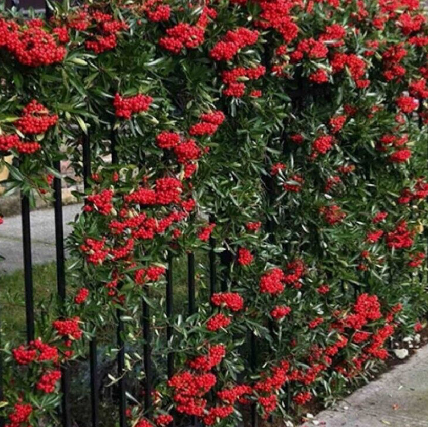 Pyracantha Mohave 1 ltr pot