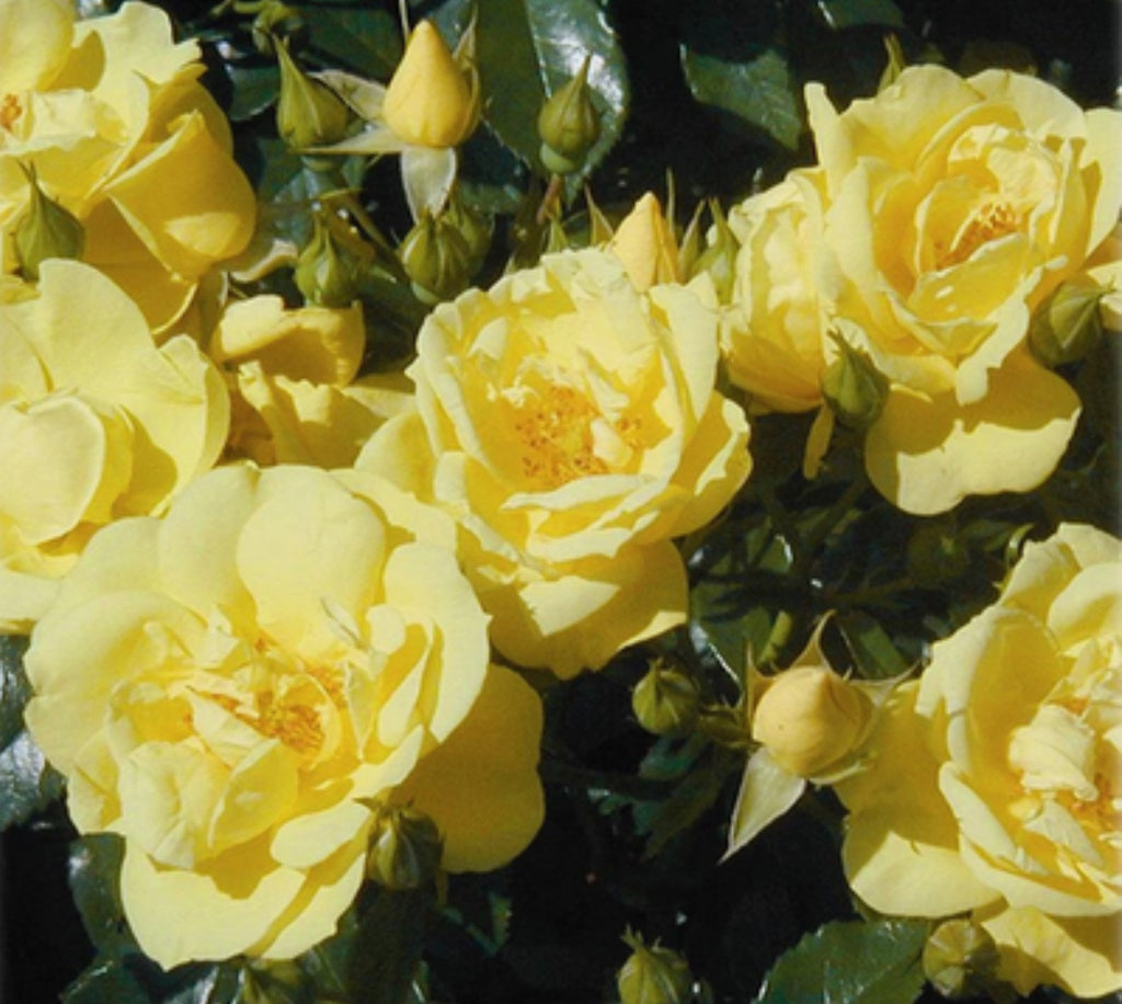 Rose Carpet Gold 1 ltr pot